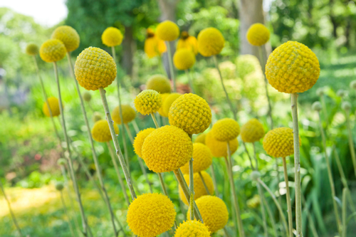 The name of these flowers is Drumstick. Scientific name is Craspedia globosa.